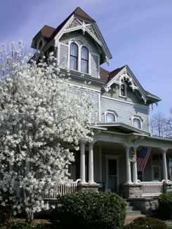 Star Magnolia in bloom at Liberty House Bed & Breakfast.